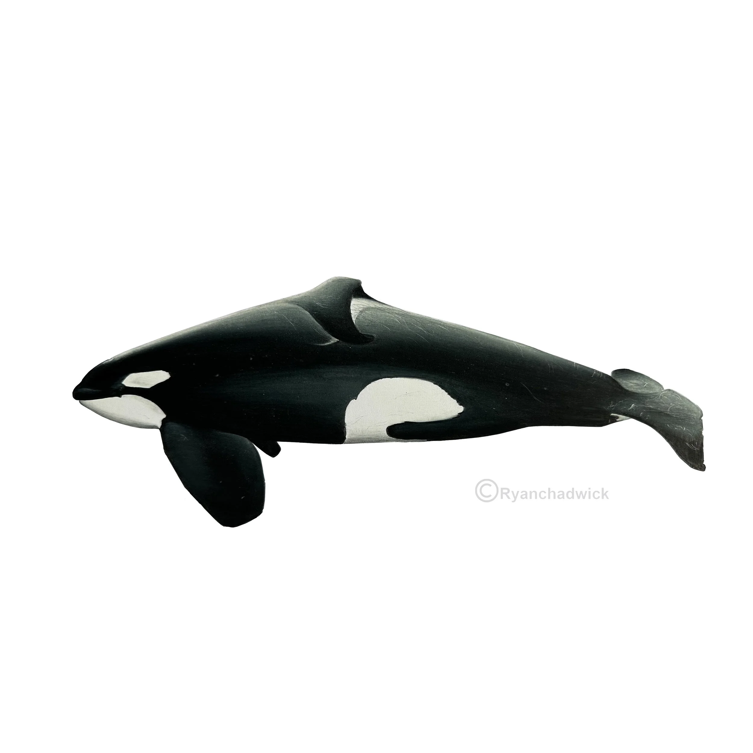 Port Orca Male — Ryan Chadwick Artist